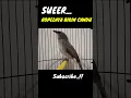 Download Lagu Trucukan Kebo Jatim Ropel Enak banget #burung #burungtrucukan #trucukan #kicaumania