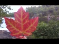 Growing Maple Trees Growing Trees From Seed S01E02