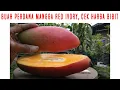 Download Lagu 🔴 Harga Bibit Mangga Red Ivory