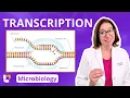 Transcription Microbiology Genetics Pre-Nursing Pre-Med Health Field Careers LevelUpRN