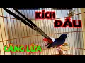 Download Lagu Kích Chòe lửa hót nhiều giọng, Căng lửa, chòe lửa đánh đuôi kích cực nhạy.luyện chòe lửa hót. phần 1