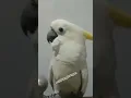 Download Lagu ketika burung salah pergaulan#meme#random#kakaktua#fyp