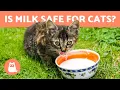 Is it OK for CATS to drink MILK Find out
