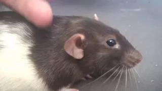 A rat bruxing happy