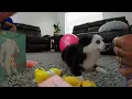 Levi s June Bark Box