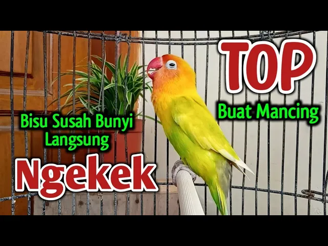 Download MP3 Suara Burung Lovebird Ngekek Panjang Ini, Bikin LABET JENIS APAPUN Tak Tahan TERPANCING IKUT BUNYI