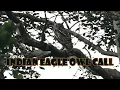 Download Lagu Indian Owl Sounds | Indian Eagle Owl Call