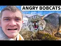 I Trapped ANGRY Overpopulated Bobcats
