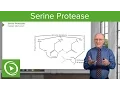 Serine Protease: Background \u0026 Catalytic Mechanism – Biochemistry | Lecturio