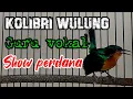 Download Lagu Kolibri wulung perdana show. untuk pemasteran burung lomba.