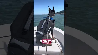 #fyp #dream #doberman #pets #youtube