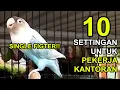 Download Lagu 10 Setingan LOVEBIRD Betina SINGLE FIGHTER Untuk PEKERJA KANTORAN