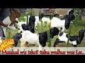 Download Lagu Kambing PE Spek breeding seni luesan dari kerandah LABAS \u0026 SG, harga nego alus freeongkir jawa
