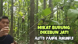 mikat burung di kebun jati poin banyak anakan burung 