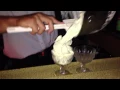 Making Ice Cream Cocktails at the Duck Inn Delavan WI