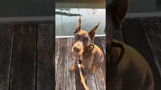 #fypシ #Fyp #Dream #pets #doberman