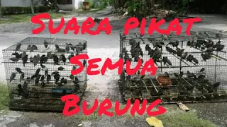 Download Suara pikat semua burung MP3