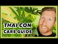 THAI CONSTELLATION Monstera deliciosa COMPLETE Care Guide