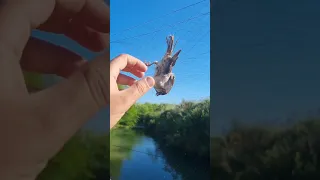 صيد طائر الدوري بالشباك 