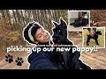 picking up our 8-Week-old giant schnauzer puppy nighttime routine 1-month puppy update