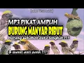Suara Pikat Burung Manyar Ribut Sangat Ampuh || Paling Dicari Pemikat