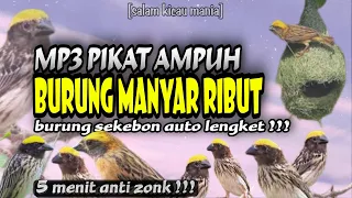 suara pikat burung manyar ribut sangat ampuh paling dicari pemikat