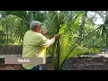 4-H Forest Ecology Cabbage Palm Saw Palmetto