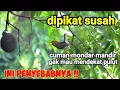Download Lagu Penyebab Prenjak Susah Dipikat Dan Tidak Mau Mendekat Kepulut