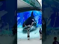 Lagu Shark smashes aquarium in shopping mall. AI video.