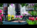🔴LIVE Cottage Spring Bird Feeder: Cardinals, Woodpeckers, Goldfinches, Nature Sounds, Sleep, Cat TV