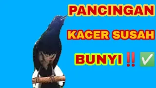 Download KACER GACOR -TERAPI UNTUK KACER MACET TOTAL DAN STRESS MP3