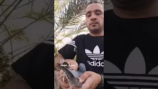 من الحمام الفائز في سباق سكاكا ١٠٠٠ كلم ٢٠٢٥م عند البطل السعودي المعروف أحمد الجميع Birds 