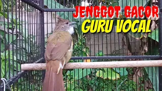 CUCAK JENGGOT GACOR GURU VOCAL SUARA ALTO