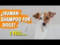 Download Lagu 🐶🧼Can HUMAN Shampoo Be USED on Dogs?