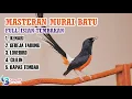 Lagu Masteran murai batu full isian tembakan #masteranmuraibatu