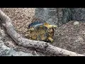 The Symbol of the Turtle in Feng Shui