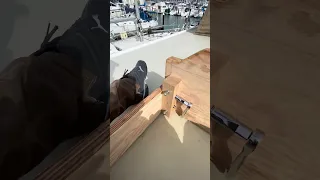Helping my dock neighbors with a project.. 🐾💜#fyp #dream #youtube #doberman #pets
