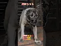 Download Lagu kangal attack #kangal #bigdog #keşfet #bigdog #bestguarddog #dogbreed