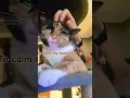 Download Lagu 😸Coco's two jobs..?🫡 #ytshorts #cat #trending #trendingshorts #cute #funny #catlovers #cocoandloco