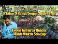 Download Lagu Sangat kecewa||Kebun Kopi yang Dirawat Sampai Jadi Harus Hancur Dalam Waktu Singkat
