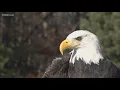 Generations gather in Southbury to mark 40 years of bald eagle watching