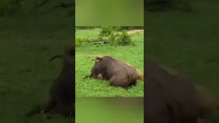 اسد يفترس ثور افتراس ملك الغابة أسد سبحان الله العراق اطفال 