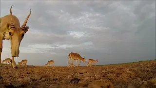                                               دندنها