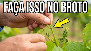 Como fazer o Desponte e Desbrota da Videira Poda Verde