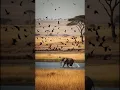 Download Lagu “Terrified Elephant Escapes Crows but Slips into the River 😱🐘”