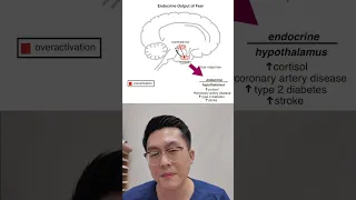  ความกลัวเกิดจากสมองส่วนใด และมีผลต่อร่างกายอย่างไรบ้าง 