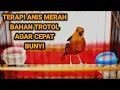 Download Lagu TERAPI pagi sampai sore ANIS MERAH ngeplong santai ini 100%JITU buat PANCINGAN gacor