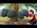 Download Lagu Harvesting 1000+ Giant Dates To Sell \u0026 Making Mochi From Cold Rice | Traditional Village Recipe