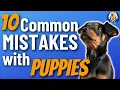 10 Common Puppy Mistakes What To Do Instead
