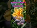 Download Lagu Bahaya Bunga oleander sangat beracun #faktaunik#fyp#shorts